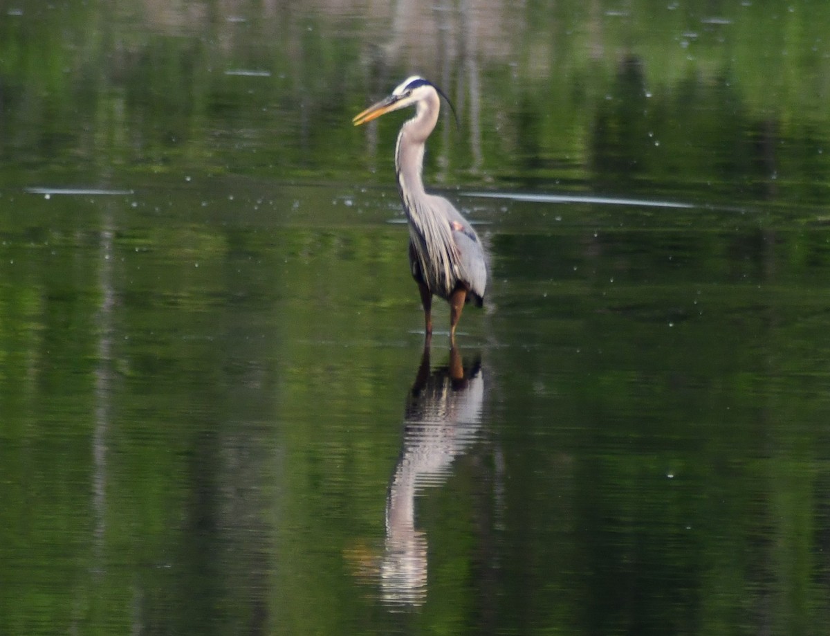 Great Blue Heron - ML637068539