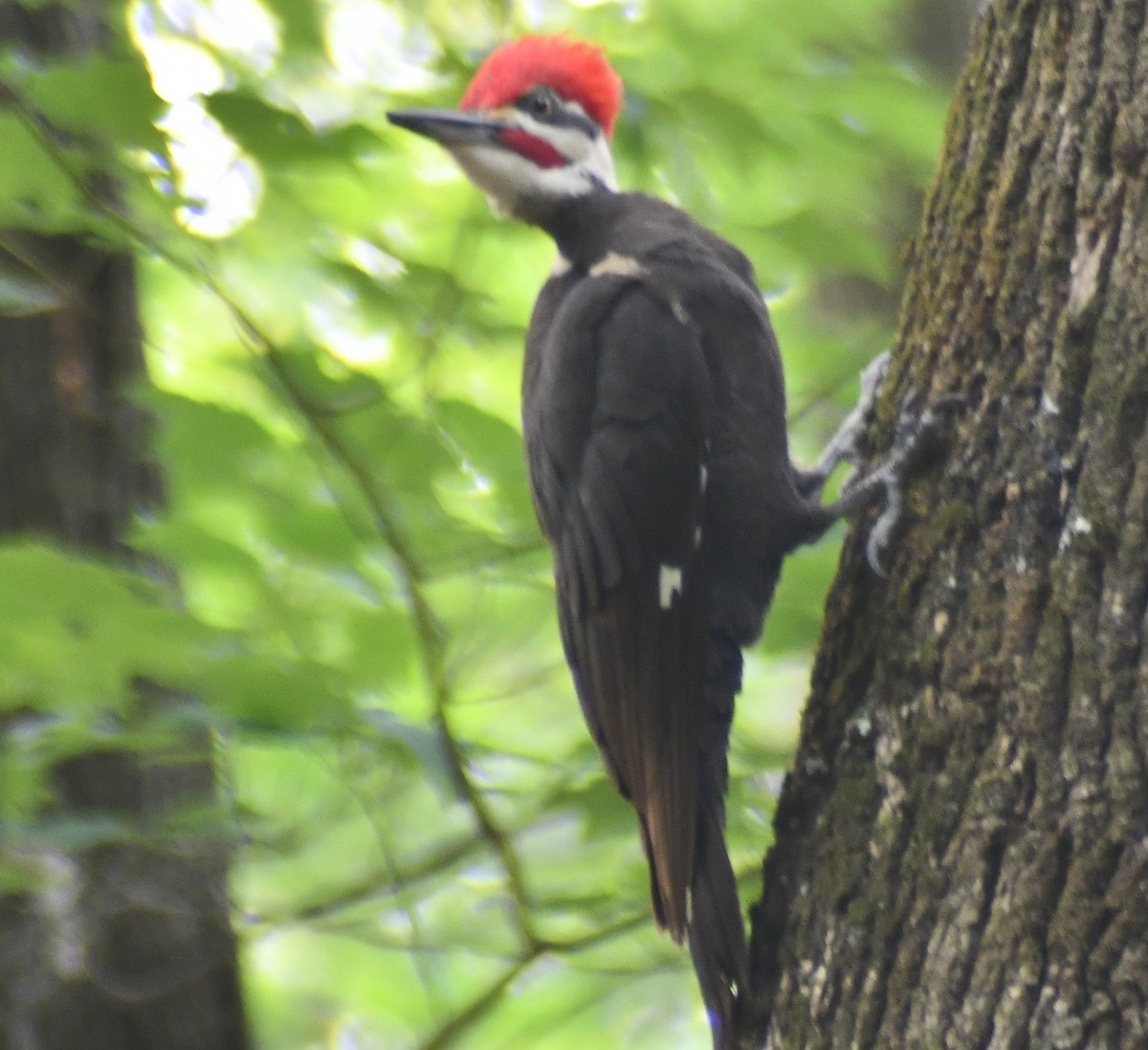 Pileated Woodpecker - ML637068553