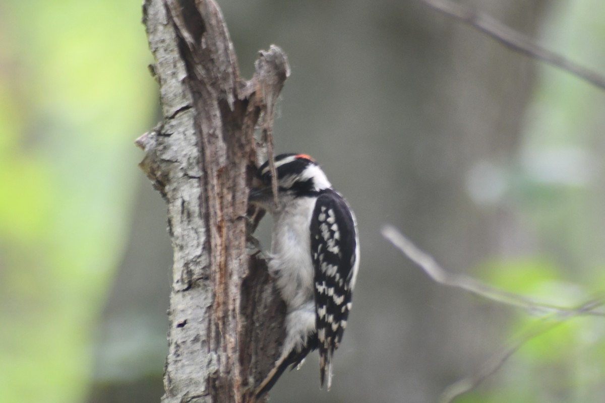 Downy Woodpecker - ML637068574