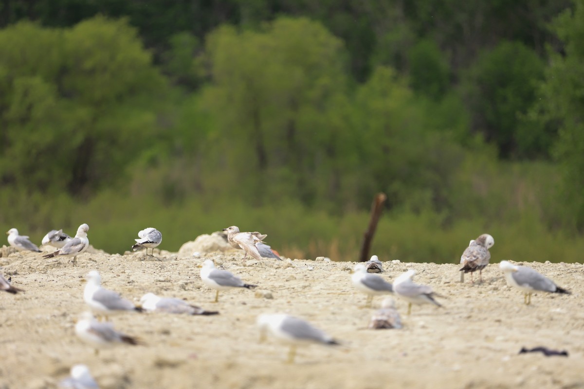 Polarmöwe (Thayermöwe) - ML637068591