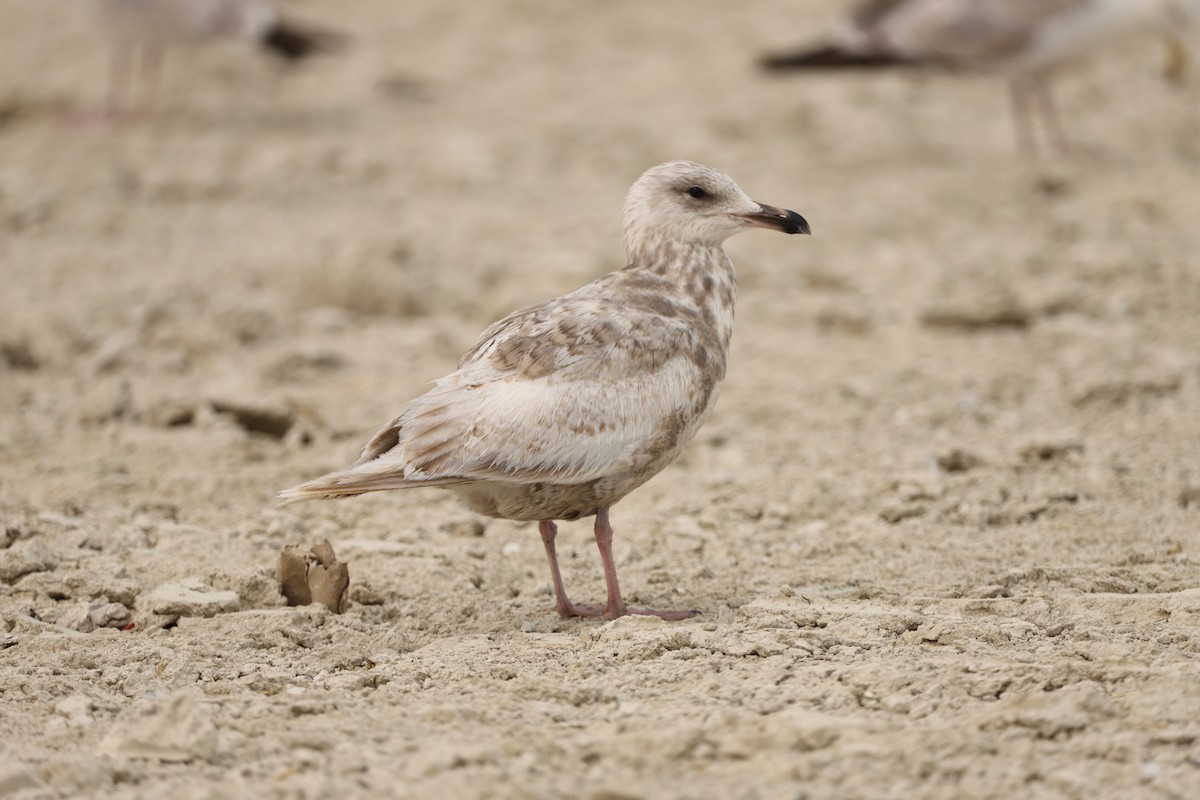 Polarmöwe (Thayermöwe) - ML637068592