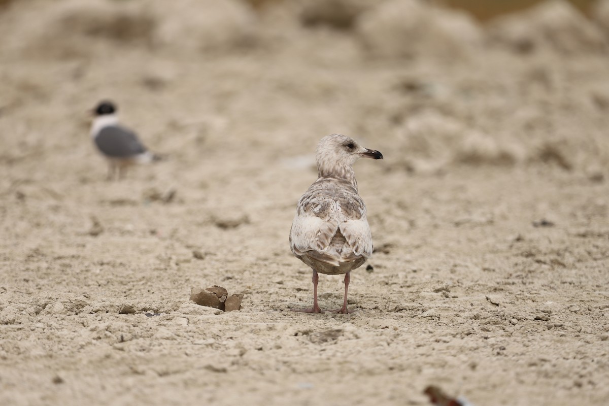 Polarmöwe (Thayermöwe) - ML637068639