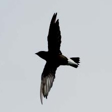 Purple Needletail - ML637068646
