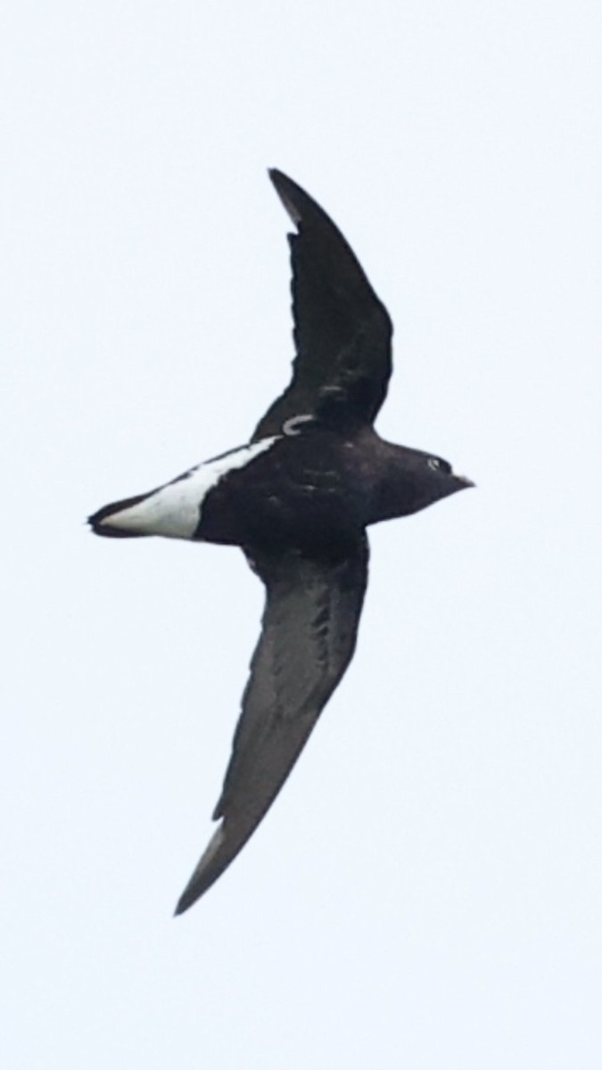 Purple Needletail - ML637068647