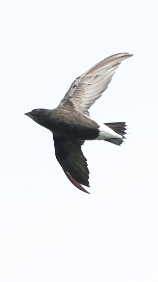 Purple Needletail - ML637068648