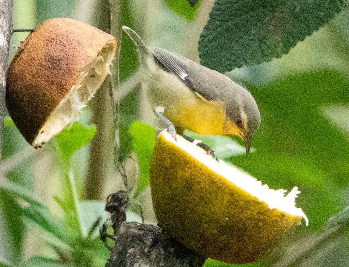 Bananaquit - ML637068662