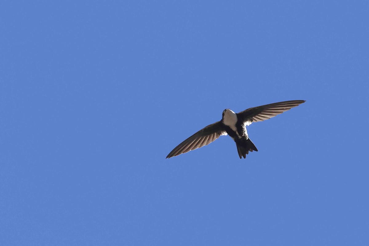 White-throated Swift - ML637068679