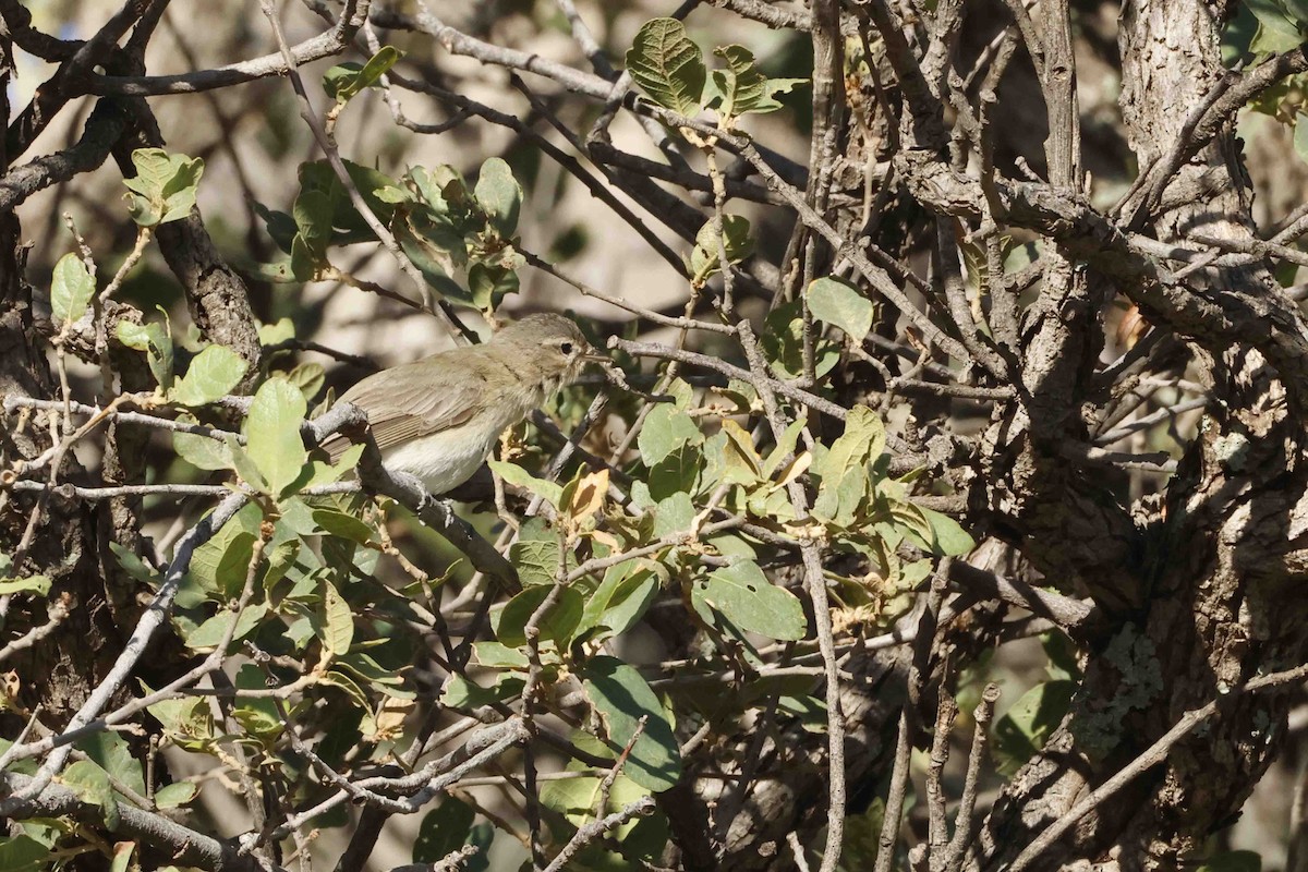 Warbling Vireo - ML637068685