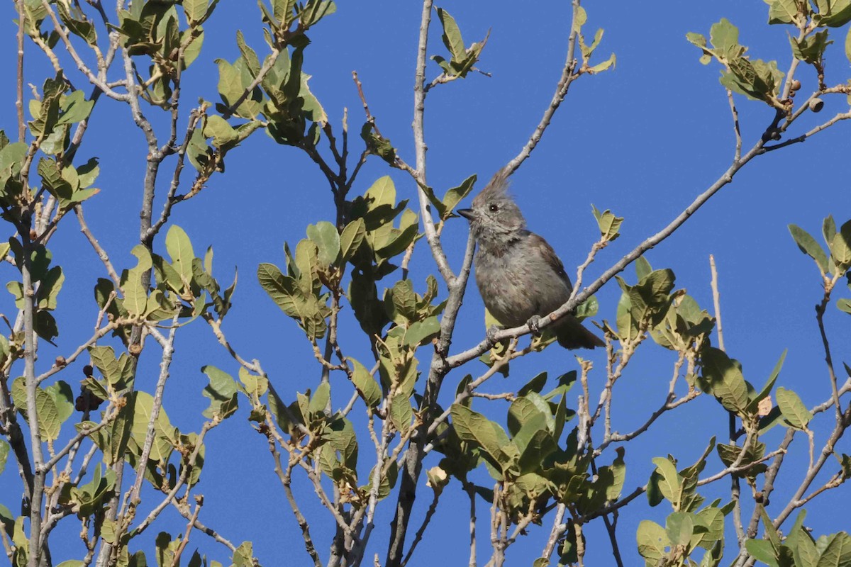 Juniper Titmouse - ML637068699