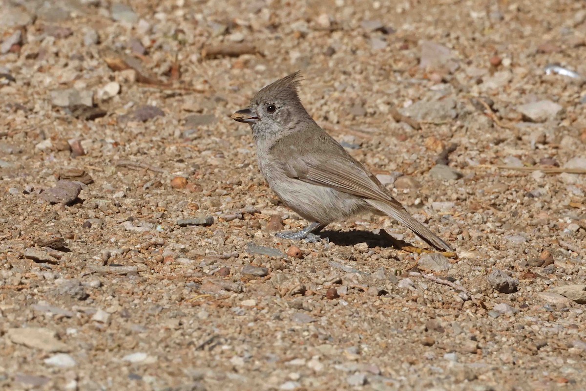 Juniper Titmouse - ML637068710