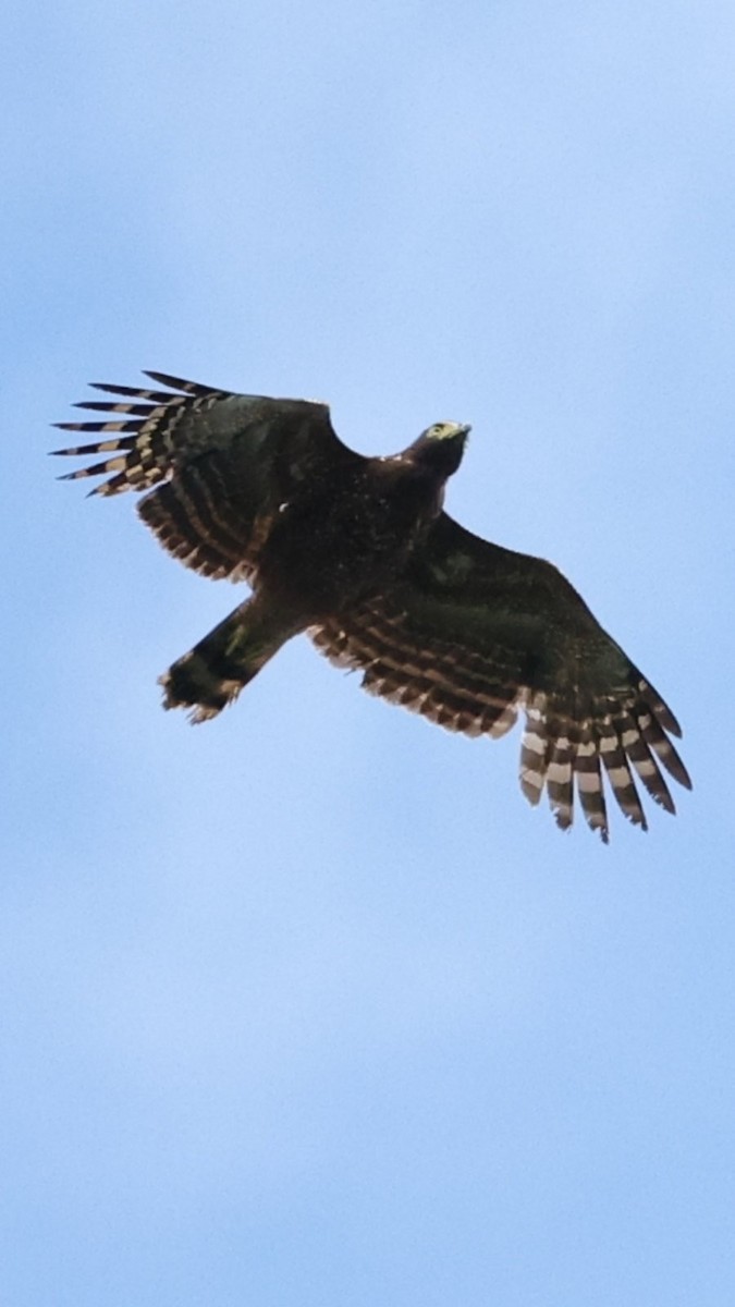 Philippine Serpent-Eagle - ML637068784
