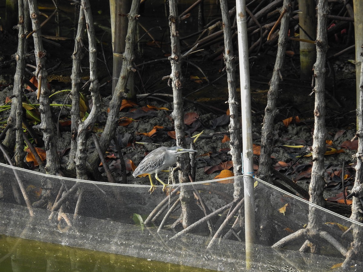 Striated Heron - ML63706881