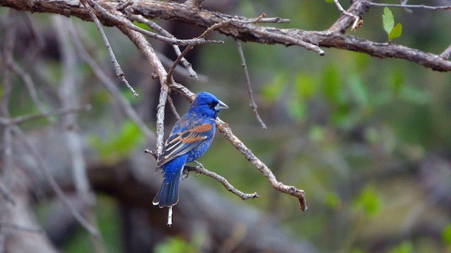 Blue Grosbeak - ML637068836