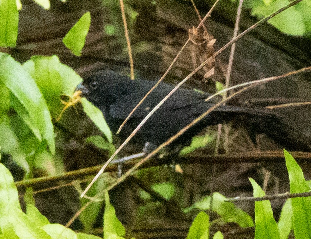 Variable Seedeater - ML637068837