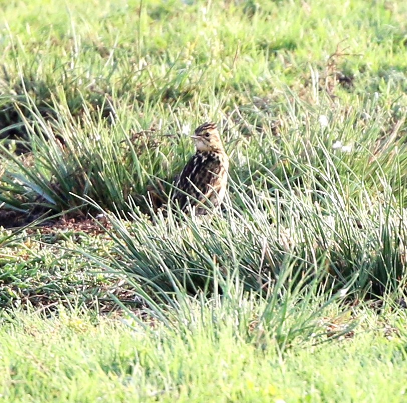 Short-billed Pipit - ML637068842