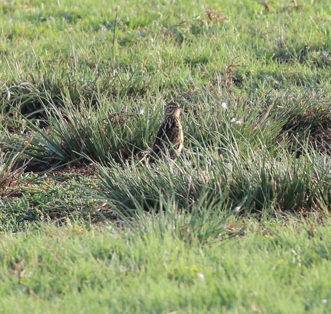 Short-billed Pipit - ML637068844