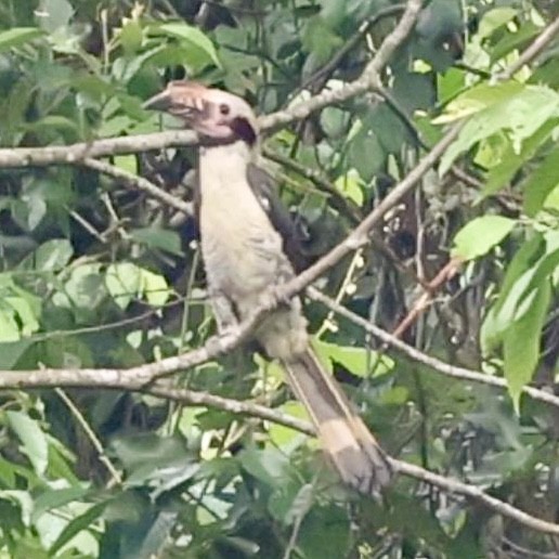 Luzon Hornbill - ML637068855