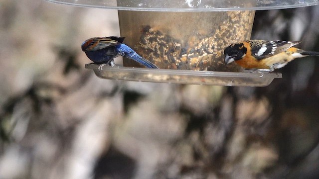 Blue Grosbeak - ML637068902