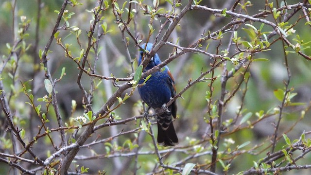 Blue Grosbeak - ML637068922