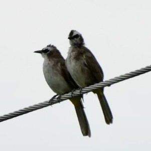 Yellow-vented Bulbul - ML637068938