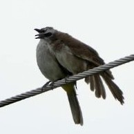 Yellow-vented Bulbul - ML637068939