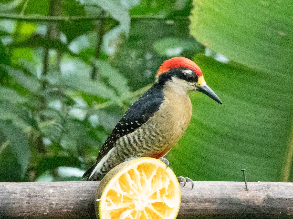 Black-cheeked Woodpecker - ML637069051