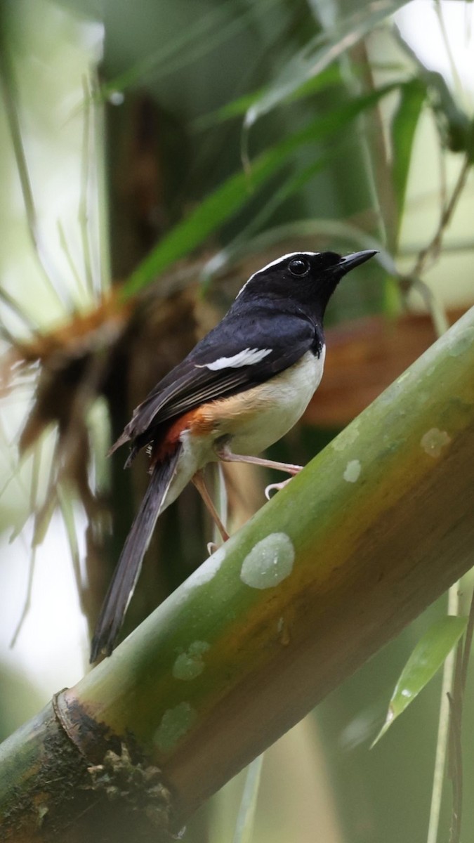 White-browed Shama - ML637069072