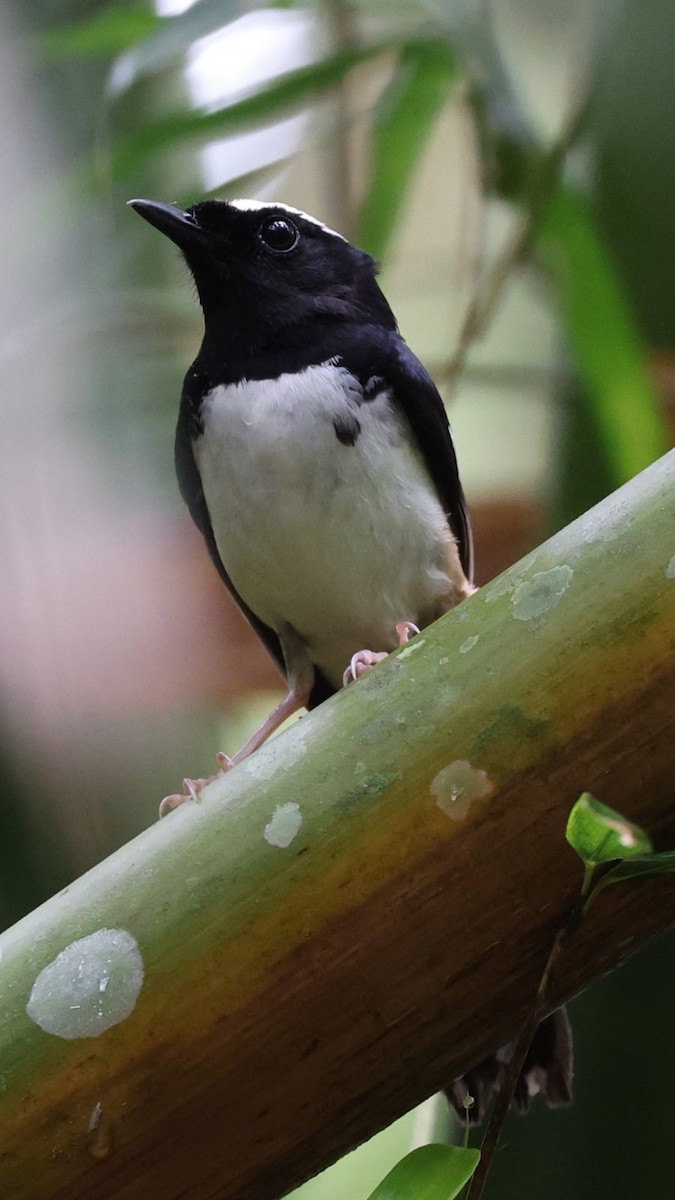 White-browed Shama - ML637069073