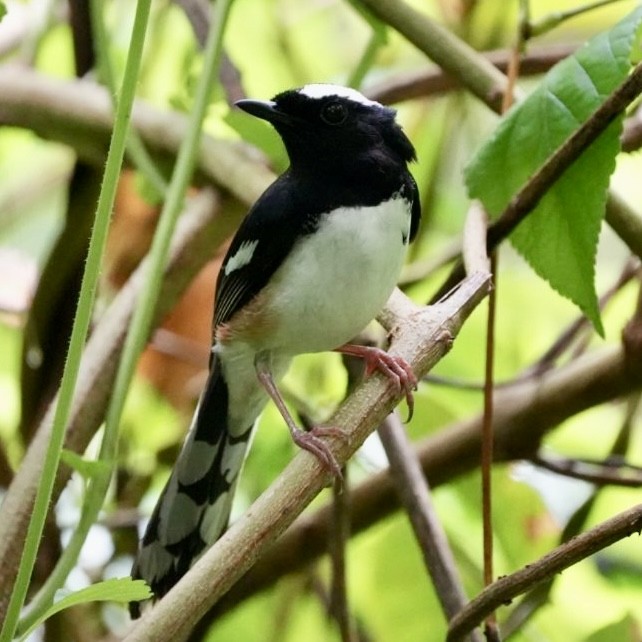 White-browed Shama - ML637069074