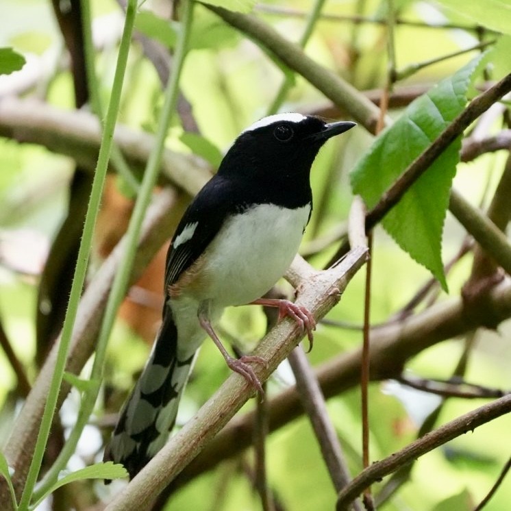 White-browed Shama - ML637069075