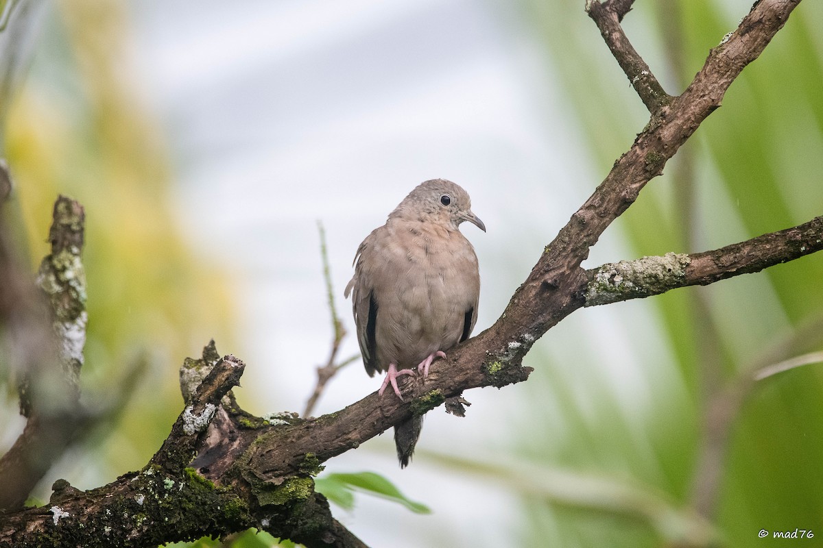 Ecuadorian Ground Dove - ML637069142