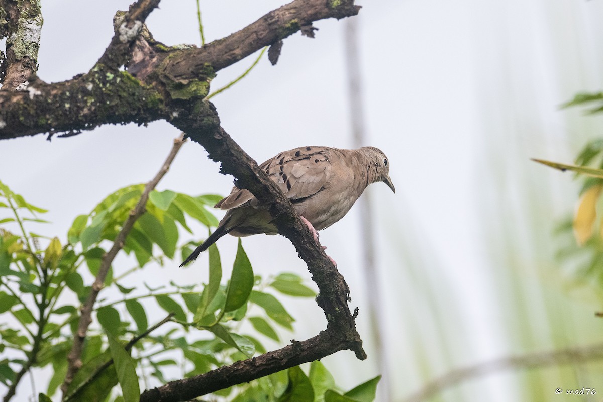 Ecuadorian Ground Dove - ML637069143