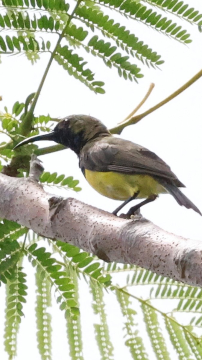 Garden Sunbird - ML637069145