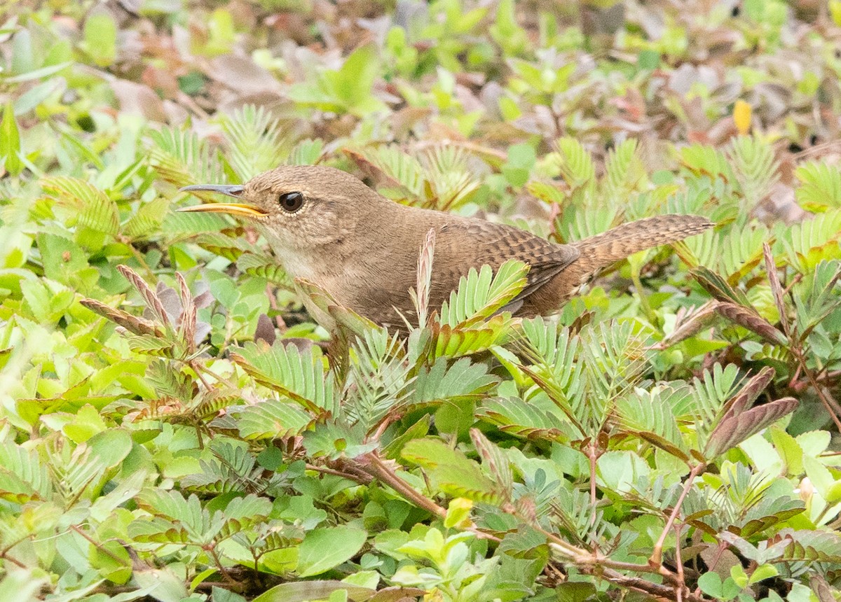 Southern House Wren - ML637069225