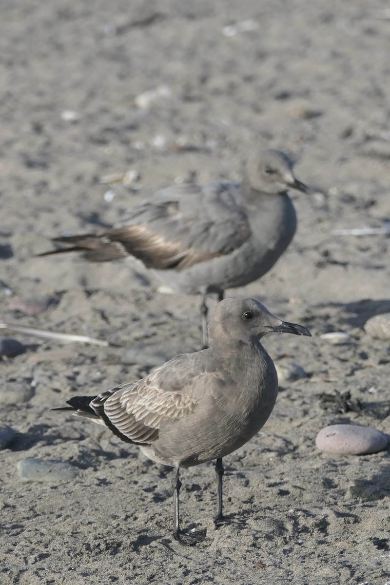 Gray Gull - ML637069260