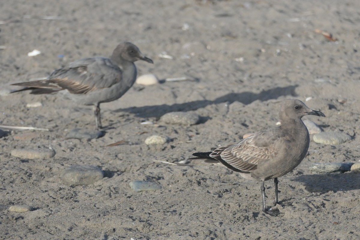 Gray Gull - ML637069262