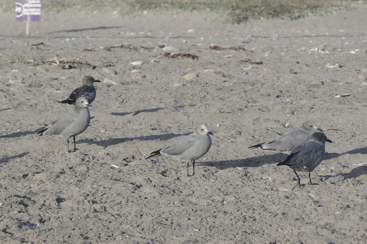 Gray Gull - ML637069275