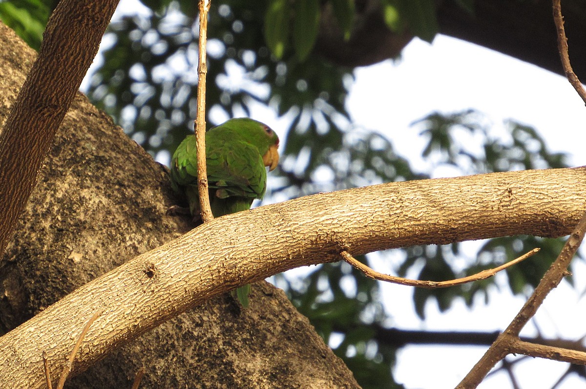 Scarlet-fronted Parakeet - ML637069316
