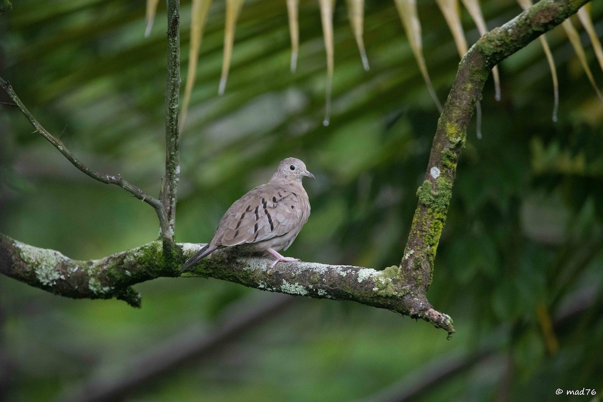 Ecuadorian Ground Dove - ML637069396