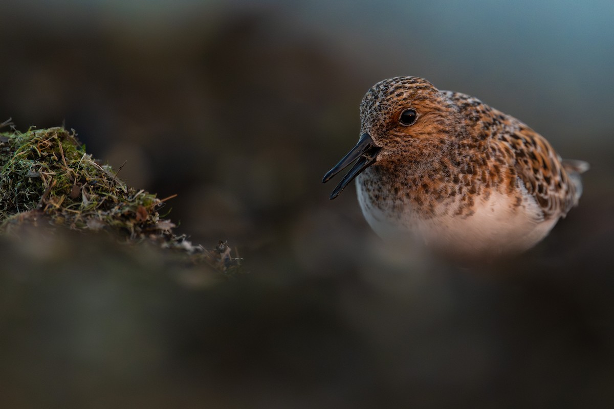 Piovanello tridattilo - ML637069420