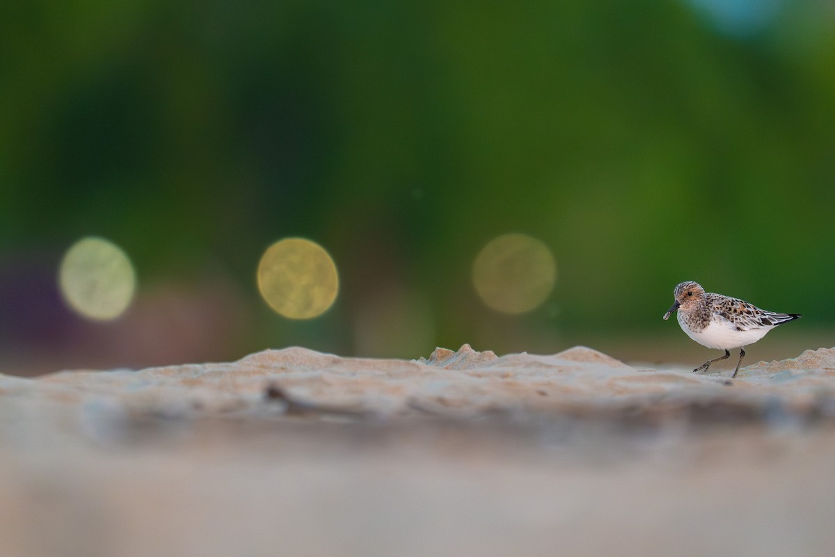 Piovanello tridattilo - ML637069421