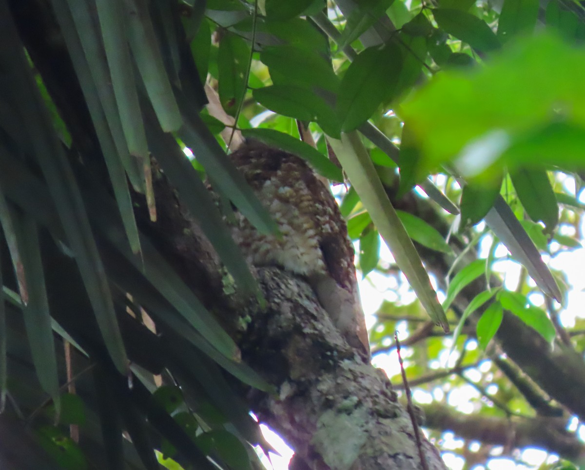 Great Potoo - ML637069467