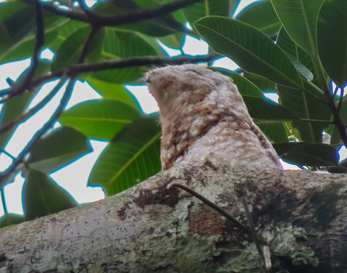 Great Potoo - ML637069468