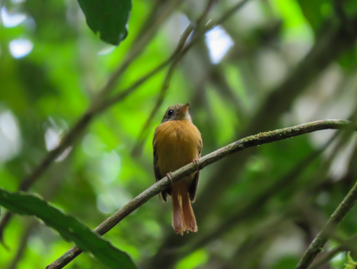 Ruddy-tailed Flycatcher - ML637069499