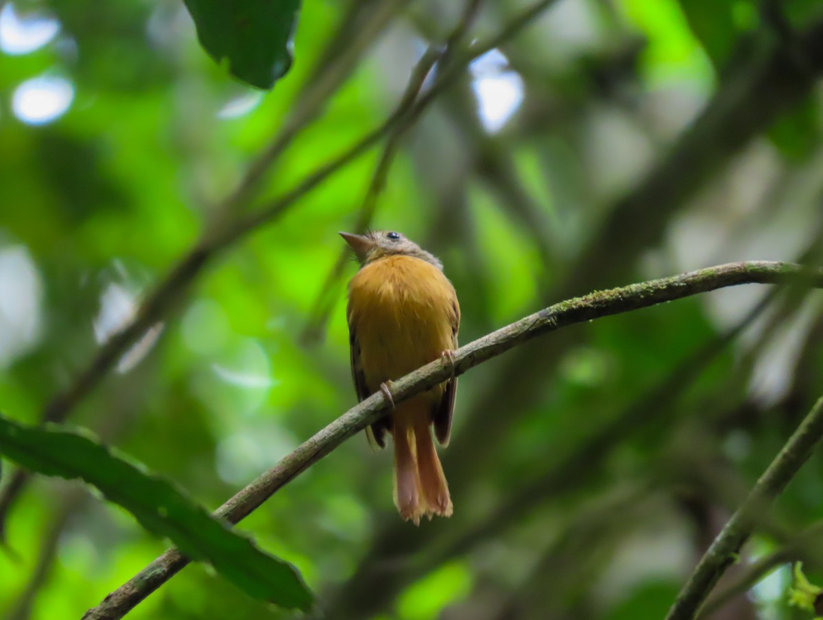 Ruddy-tailed Flycatcher - ML637069500