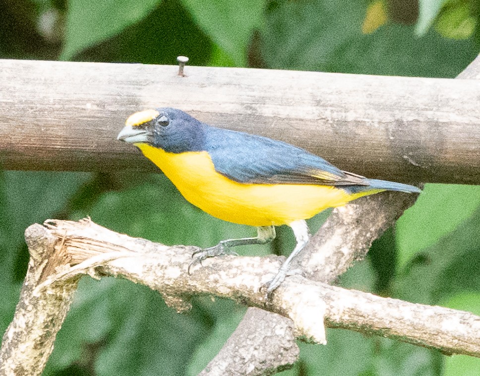 Yellow-throated Euphonia - ML637069518