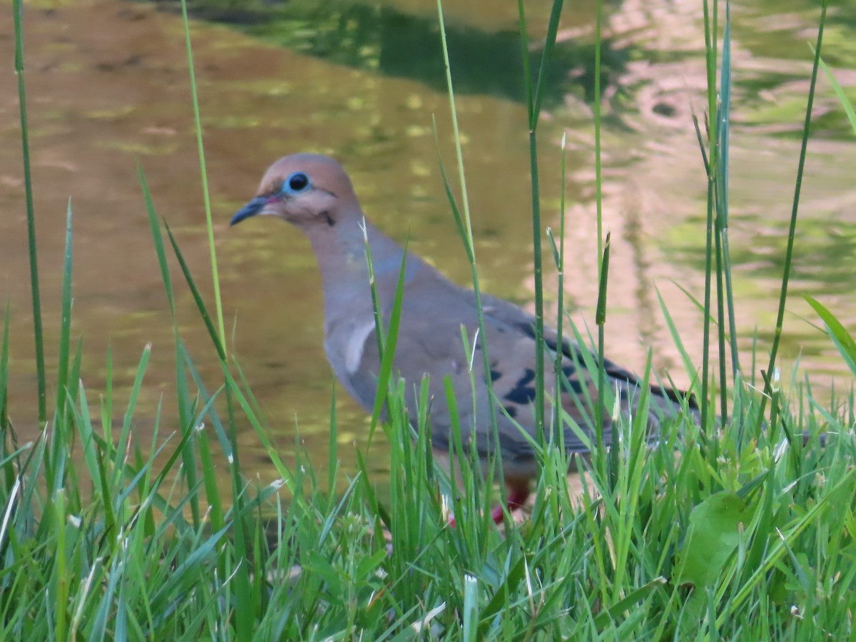 Mourning Dove - ML637069546