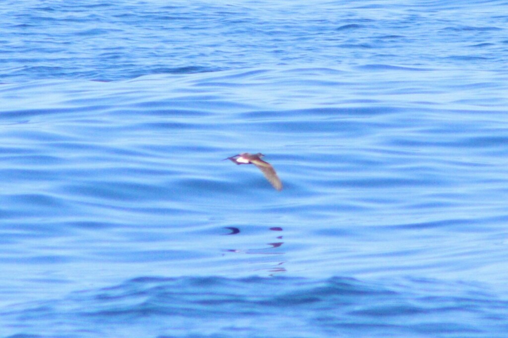 Townsend's Storm-Petrel - ML637069575