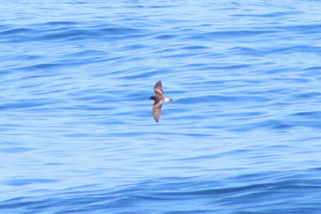 Townsend's Storm-Petrel - ML637069576