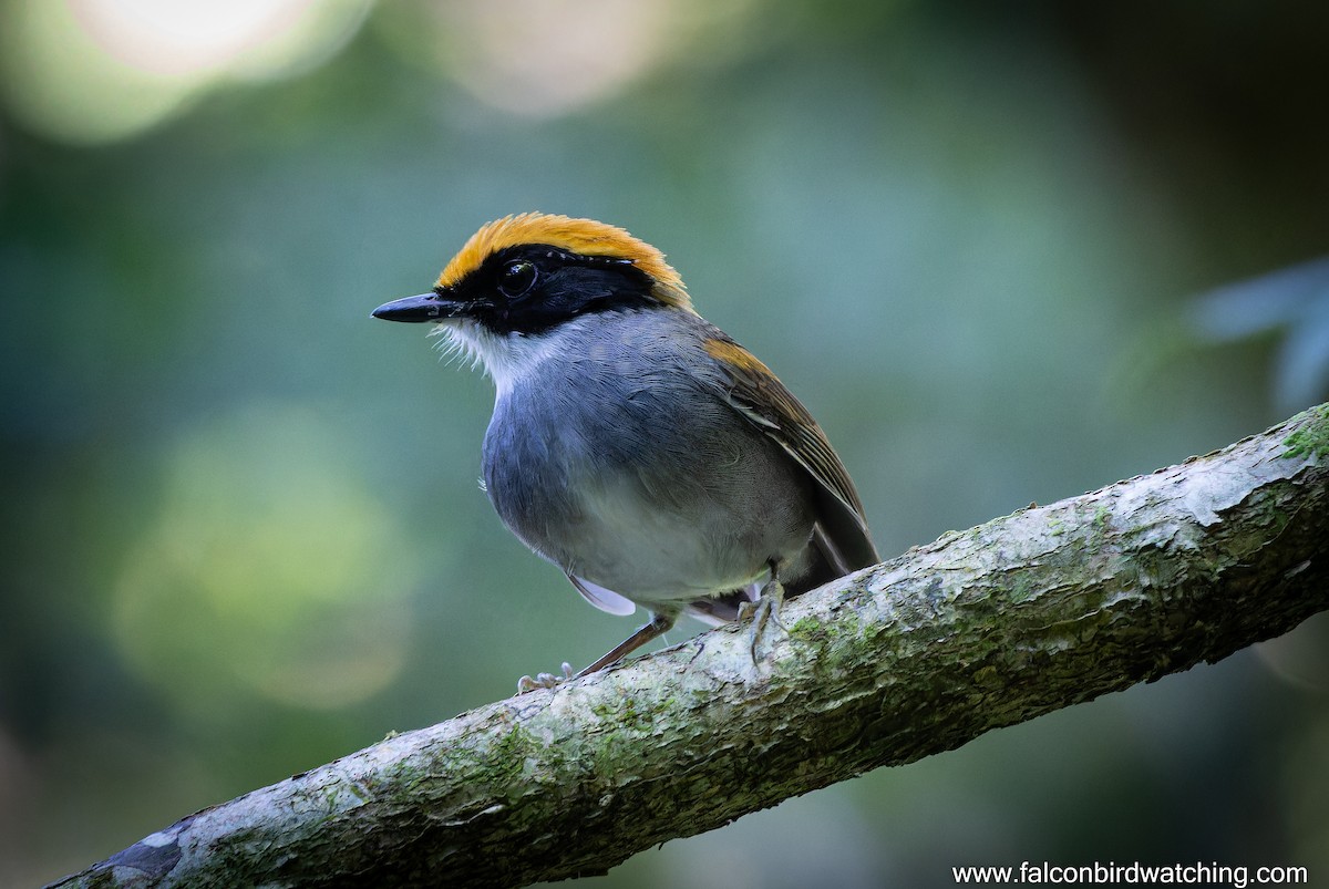 Black-cheeked Gnateater - ML637069612